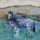 Zebra on Zora