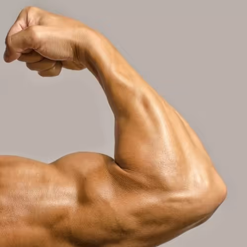 biceps