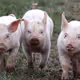 pigs