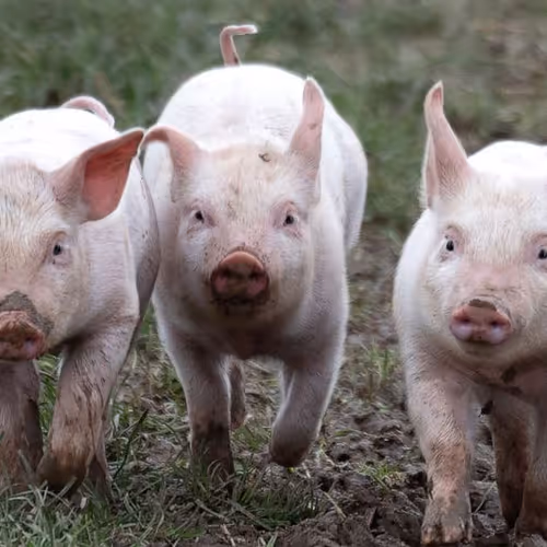 pigs