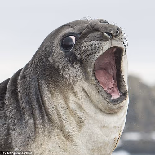 O_O seal