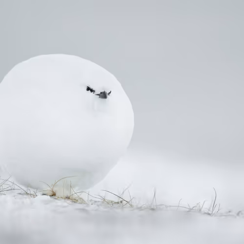 White ball