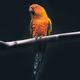 parrot