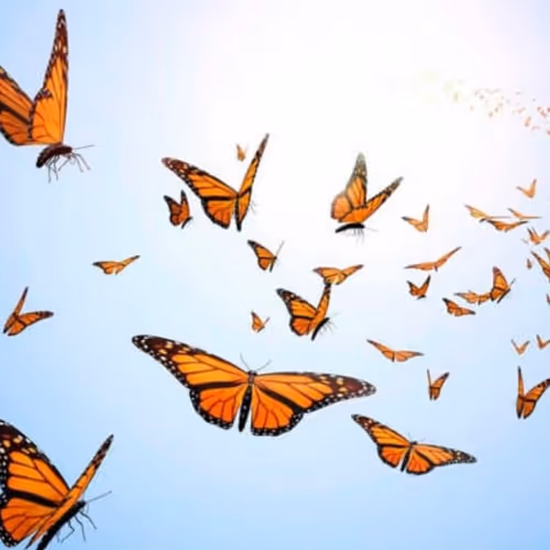 Butterfly