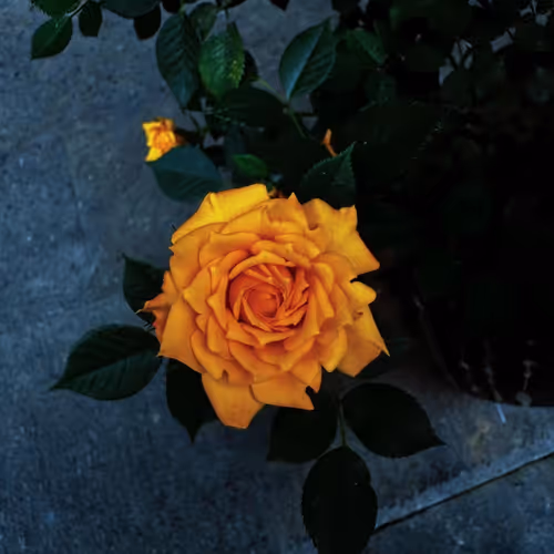 rose