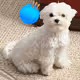 Enjoy Doge
