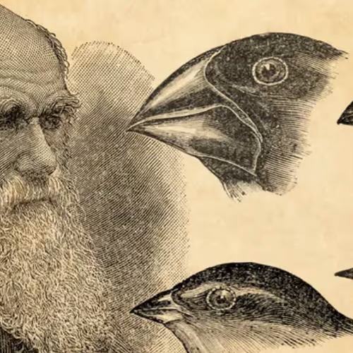 Theory of Evolution AI