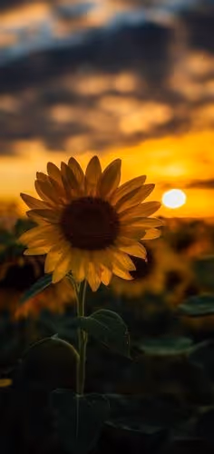 sunflowers