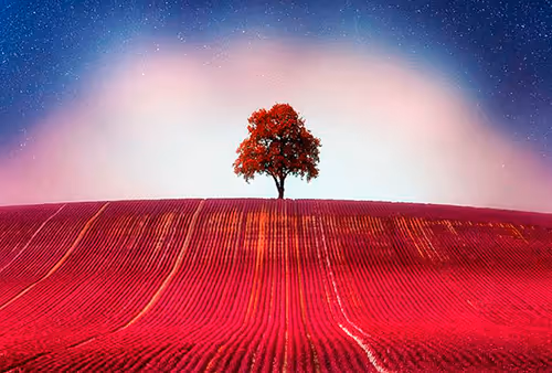 cool tree