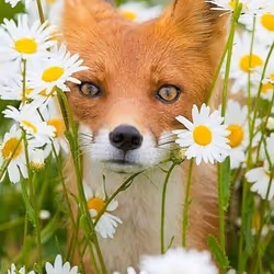 $enjoy  Forest animals