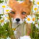 $enjoy  Forest animals