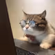 EnjoyCat