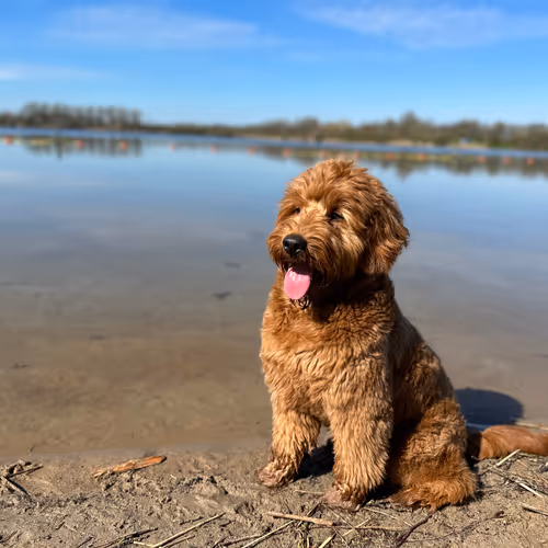 Sem The Doodle