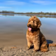 Sem The Doodle