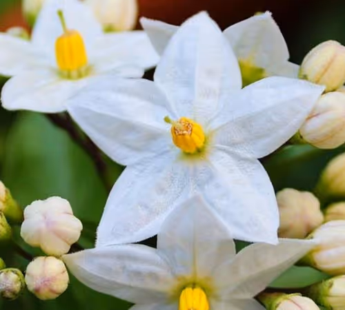 flower