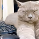fatcat