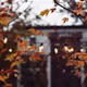 autumn vibe