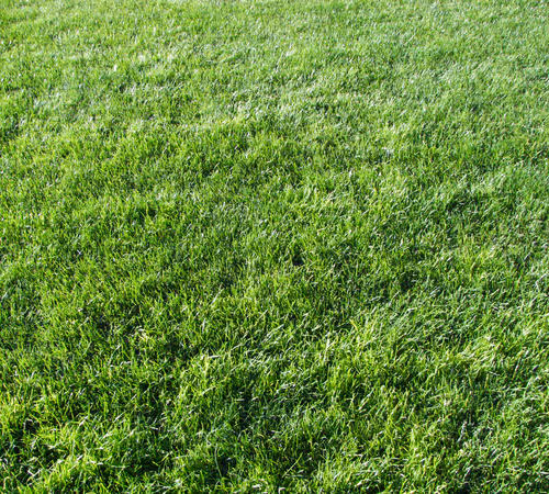 Grass