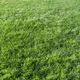 Grass