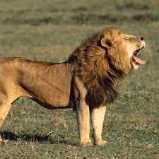 lion