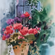 Geranium flower