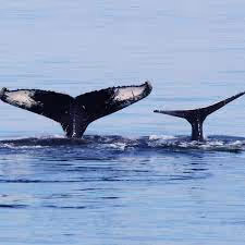 whale