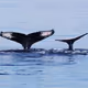 whale