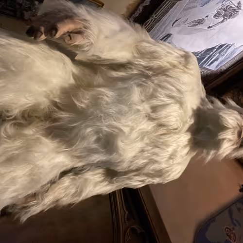 Yeti Zora