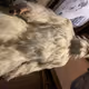 Yeti Zora