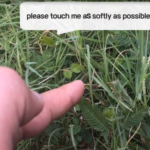 Nature