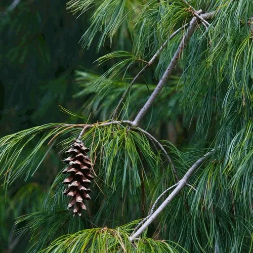 Pine