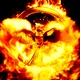 Fenix