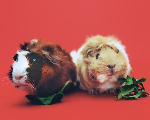 0x6d3c4c528c04e0b06f624373352e4bfd69c4429b