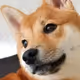 Zora Doge