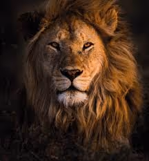 lion