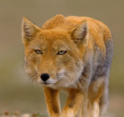 animal