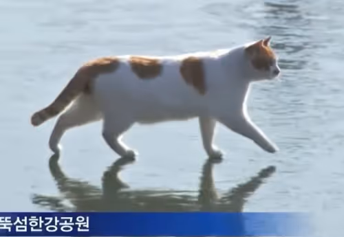 meow