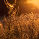 Dreams Mon Banner