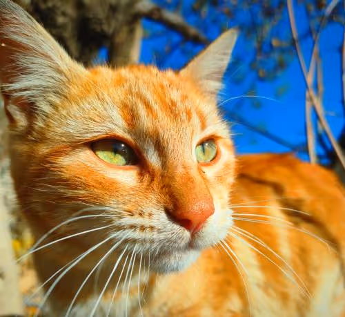 ma cat