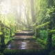 Path