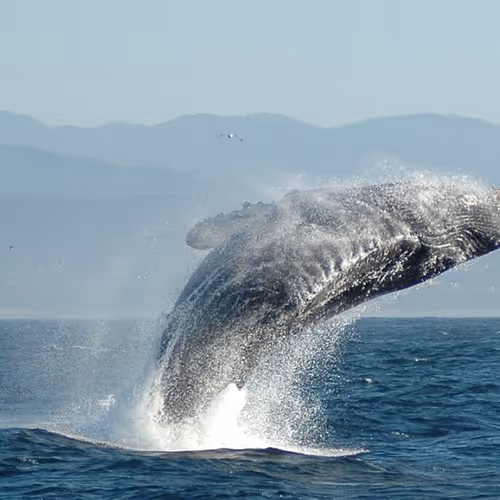 Whale