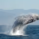 Whale