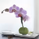 Orchids + AI