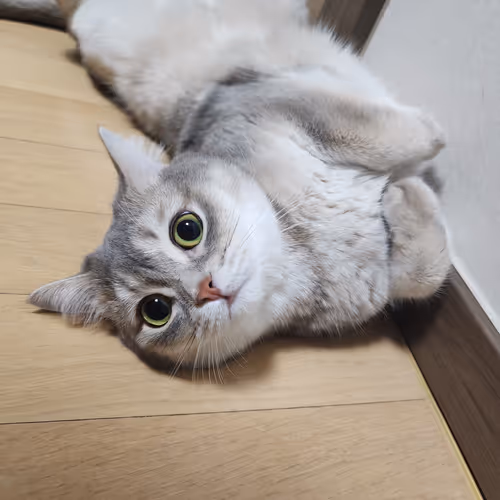 small cat