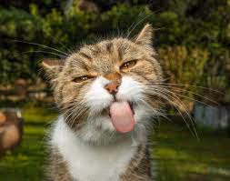 LICK CAT