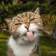 LICK CAT