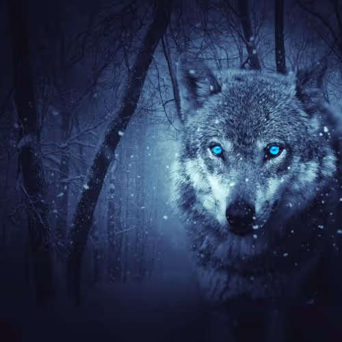 wolf