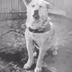 Eternal Hachiko Moments