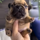 doggo