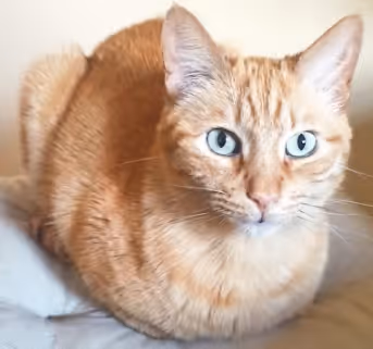 Doro Cat